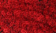 Червената роза като символ