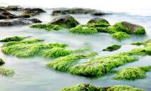 Как водораслите подобряват живота ни