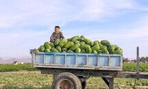 Последните издихания на режима